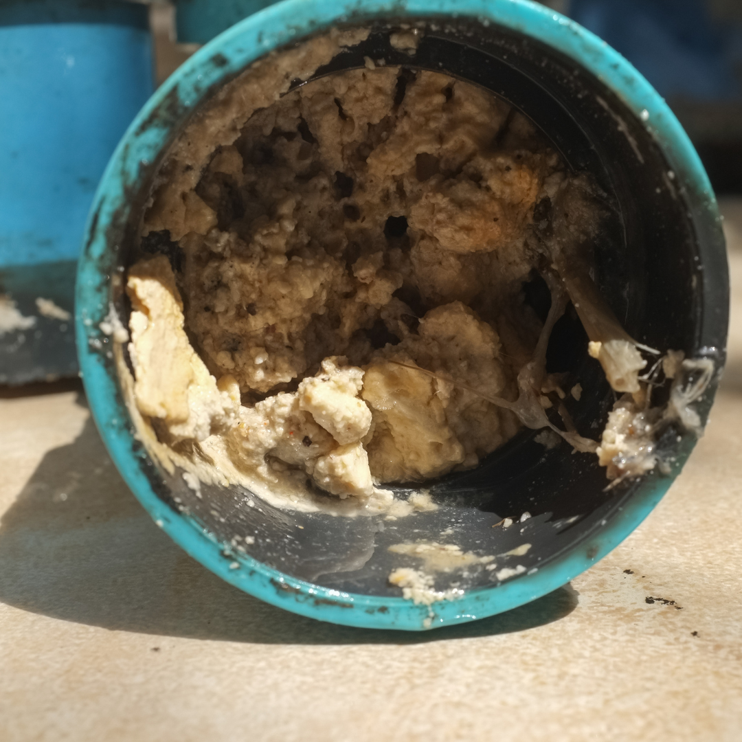 Built up FOG (fats, oils, grease, and grit) in a pipe.