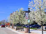 Trees blooming in Meridian Downtown