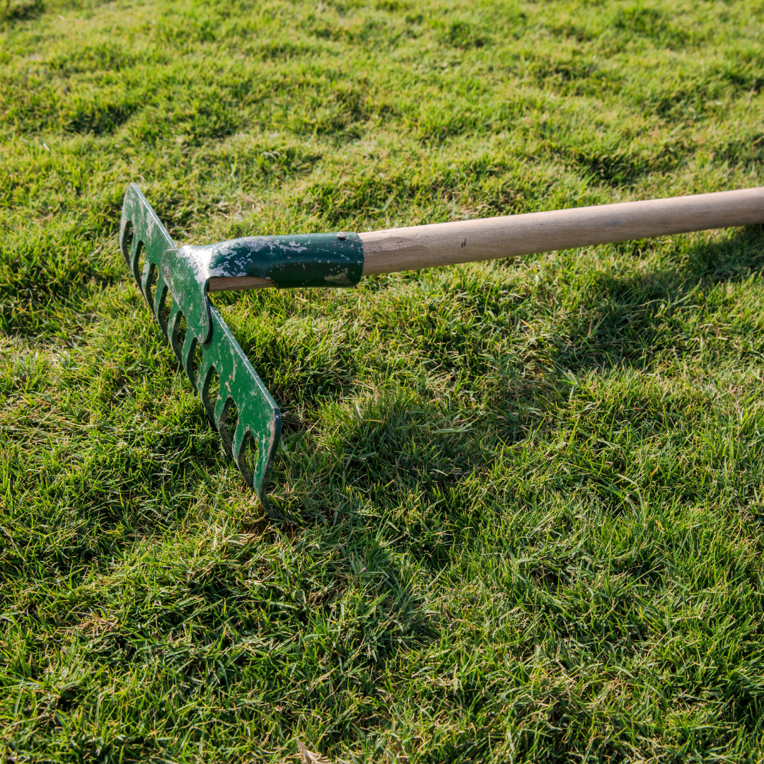 Metal rake laying in grass