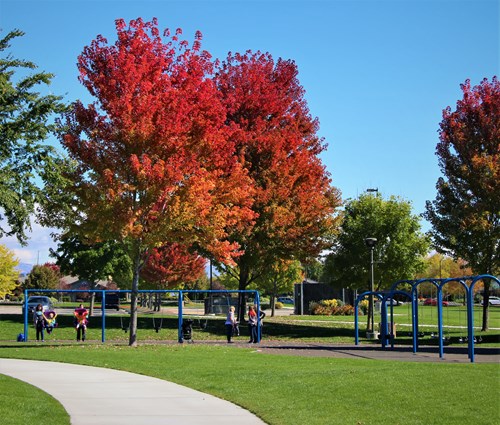 Park with large trees