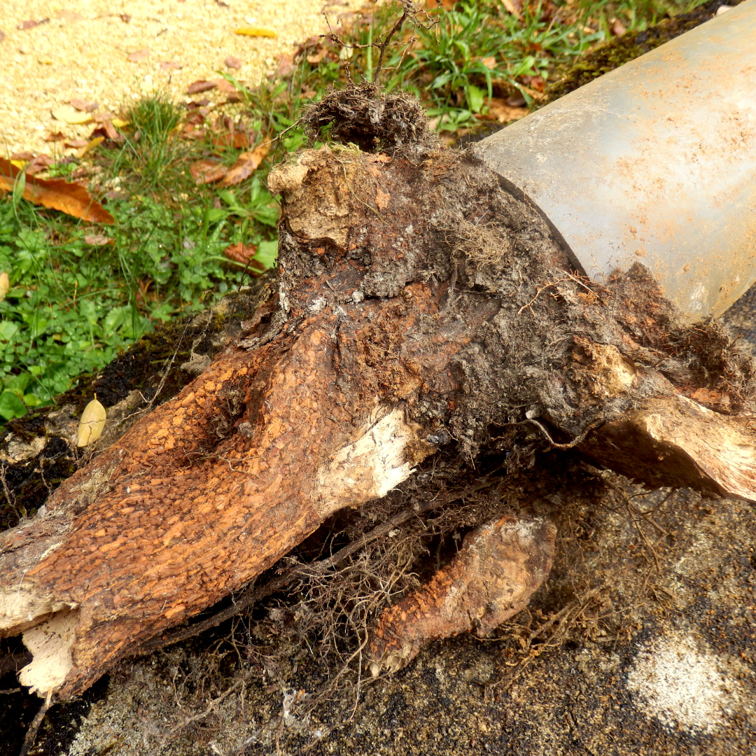 Tree root that grew through a pipe.