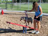 Owner and dog on see-saw