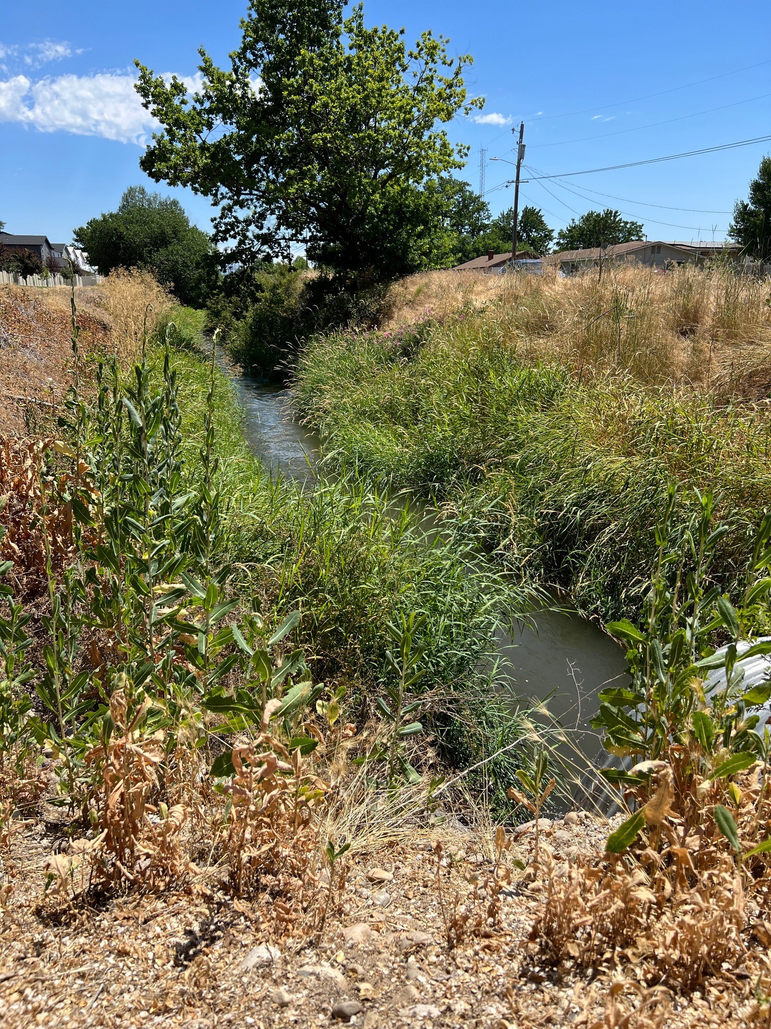Irrigation ditch with water surrounded by grass and weeds